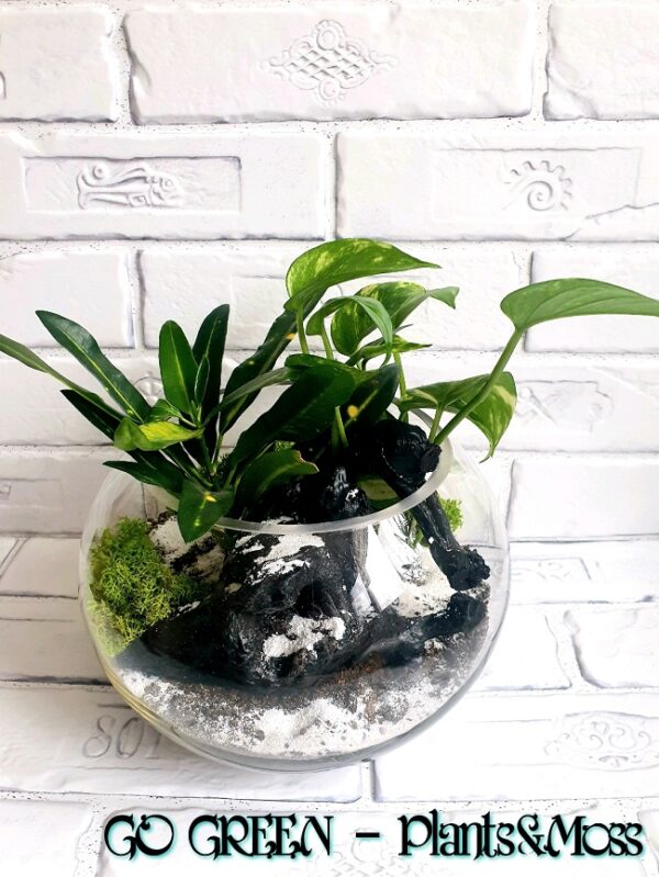 Aranjament-floral-Codiaeum-&-Scindapsus-Epipremnum-aureum-2