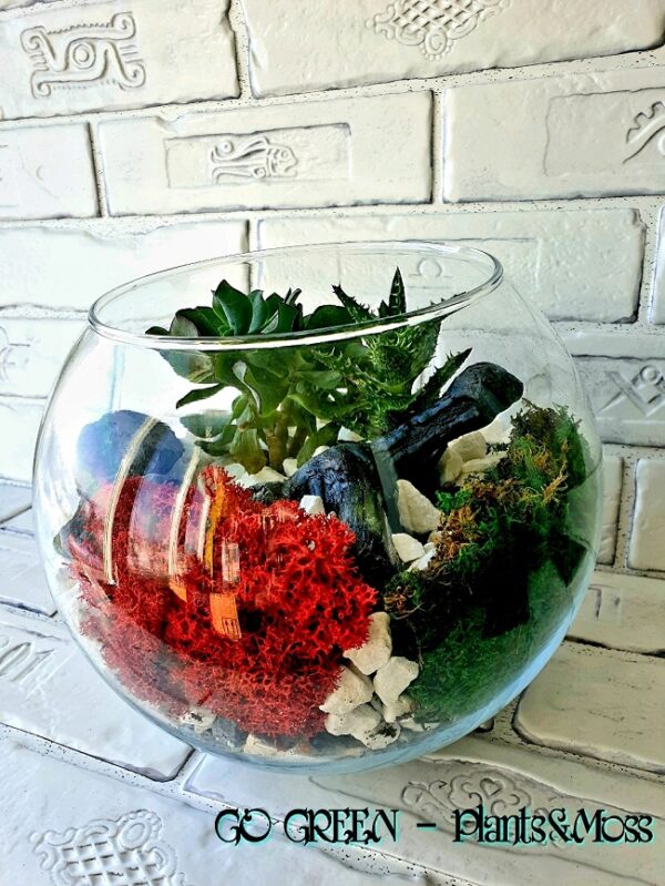 Aranjament-floral-Crassula-Arborescens-&-Aloe-squarrosa-2