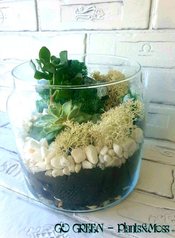 Aranjament-floral-Echeveria-&-Crassula-Arborescens-2