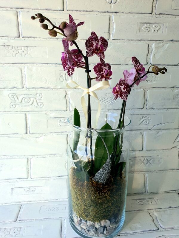 Aranjament-floral-Phalaenopsis-I