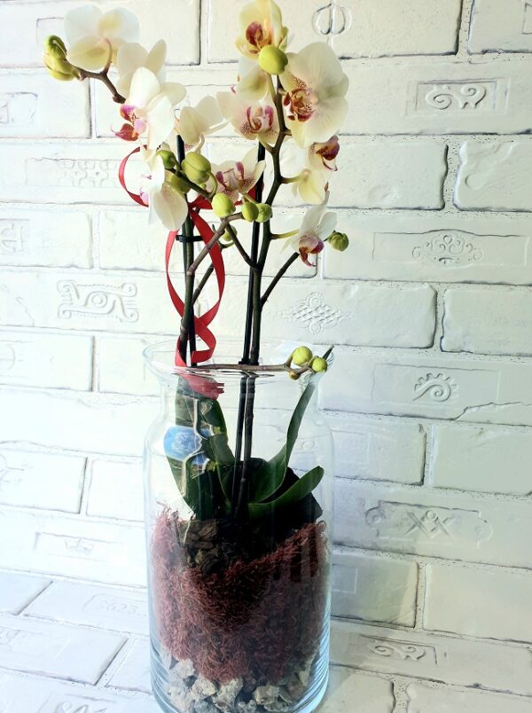 Aranjament-floral-Phalaenopsis-III