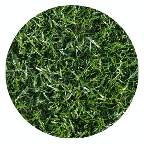 Gazon-Rulou-Natural-Premium